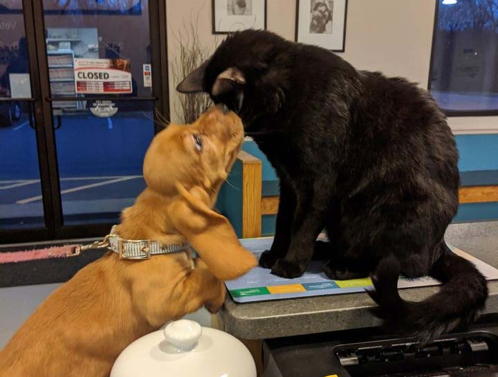 $City Vet Exams